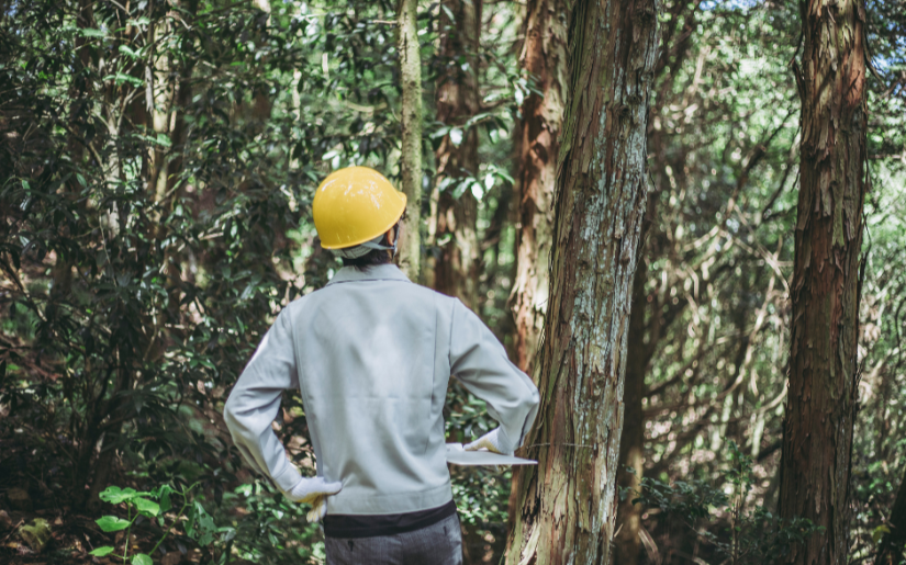 U.S. Endowment for Forestry and Communities Provides Support for Dovetail Partners and Cambium Consulting to Explore the Potential Effects of an Expanding Forest Carbon Market 